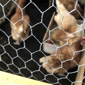 ５羽の鶏が里帰りした