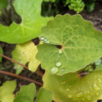 雨上がり