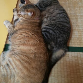 あじさい
