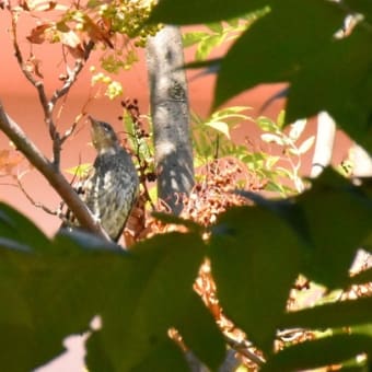 ナナカマドのヒヨドリ幼鳥たち！