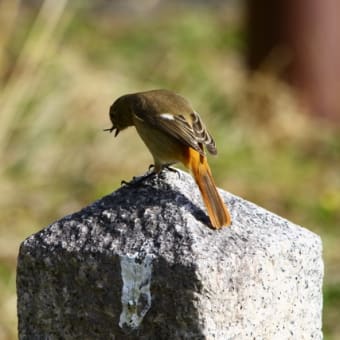 野鳥撮影　ヒレンジャク、シロハラ、ジョウビタキなど