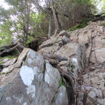 千曲川源流は苔の世界