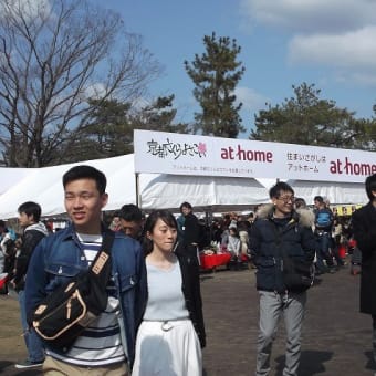 京都桜よさこい祭り