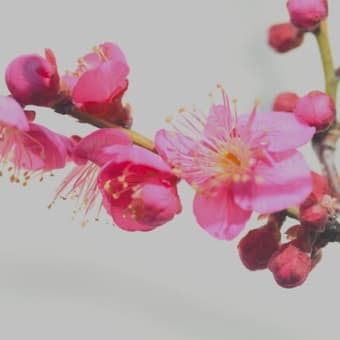 椿と鉢植えの梅が咲いています