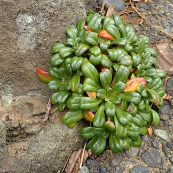 伊豆須崎半島の植物：ハマボッスのロゼット
