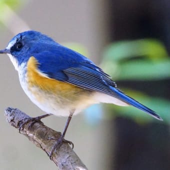 野鳥撮影での「ビギナーズラック」ってあり得ないですね　？・・