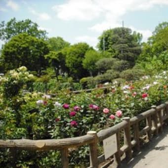 5月　碑文谷公園のバラが真っ盛り！