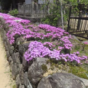2017年5月30日　火曜日　飛騨古川⑤