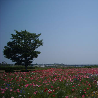 馬入・光と風の花づつみ　（平塚市）№１