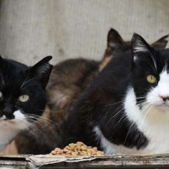 キミも、カリカリ　食べるかい！？