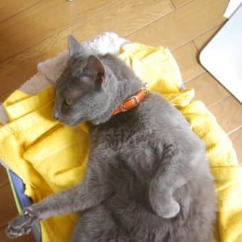 新入りイケメン