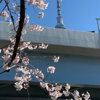 2020年3月20日の隅田川の桜