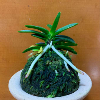 金剛宝