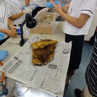 清真学園自然科学部の皆さんとニホンミツバチの巣板観察と蜜蝋作りをしました