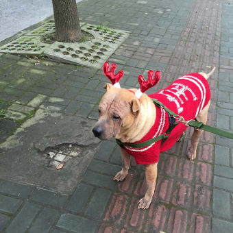 ママの大きなクリスマスプレゼント