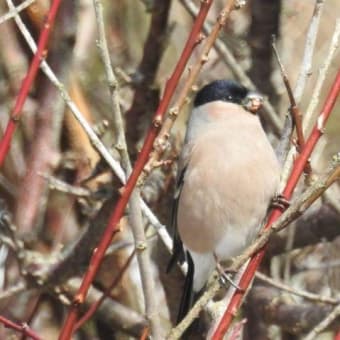 ウソの桜花芽食害深刻！（御所の台ふれあいパーク）