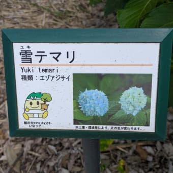 水無月のチョウゲンボウ