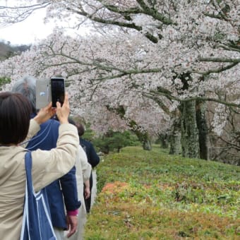 春の京都散歩（4月4日）：修学院離宮へ！