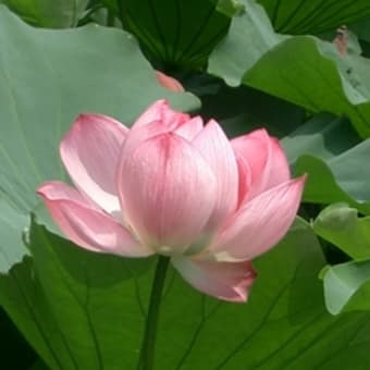 lotus and water lily