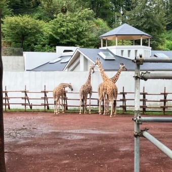 多摩動物園🦋🦒