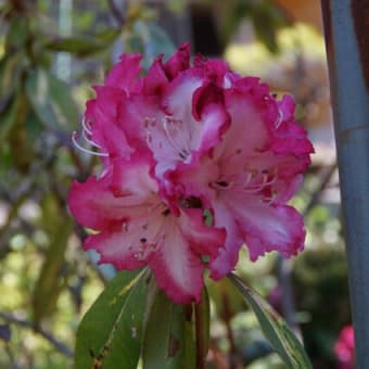 我が家の花便り