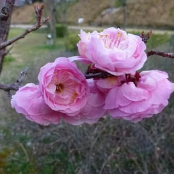 ４月１１日(水)「八重紅梅」(てまりさん)