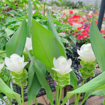 猛暑の中白いお花は如何でしょうか？