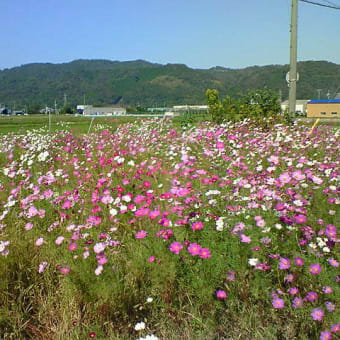 ギクシャク・とんちんかん