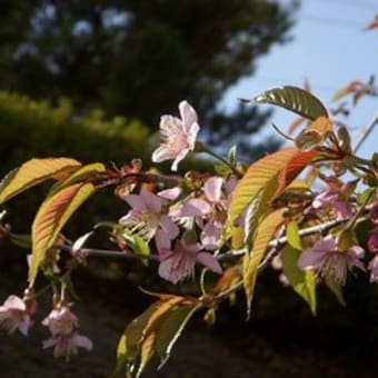 師走の花便り