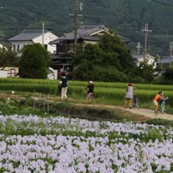 本薬師寺跡　ホテイアオイと夕景