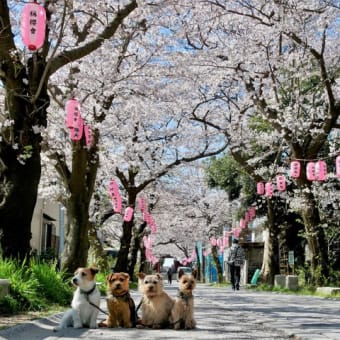 今年のお花見