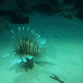 沖縄2　悲劇の美ら海水族館