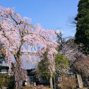 しだれ桜、ほぼ満開！