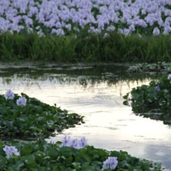 本薬師寺跡　ホテイアオイと夕景