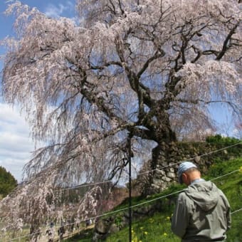 宇陀の又兵衛桜