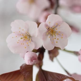 東陵公園の桜