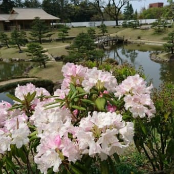 玉泉院丸庭園石楠花