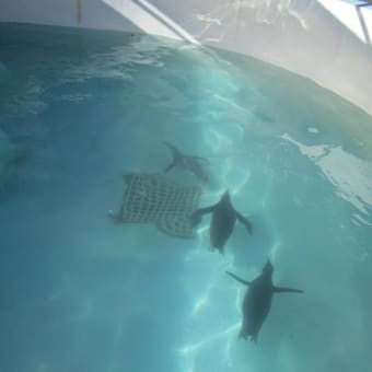 平成29年も動物たちに恵方巻き！
