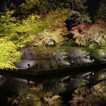 京都 東寺のライトアップ紅葉
