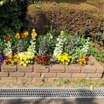 ご近所のお花の写真が連続しています