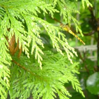 梅雨の庭とトンボ…