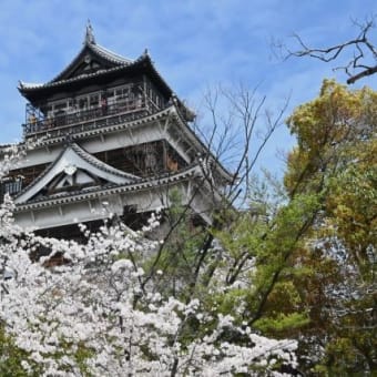 満開の桜に包まれる広島城