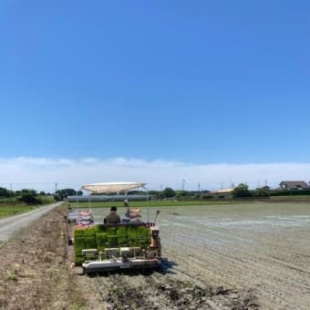 今年も田植えやってます