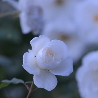 生田バラ苑