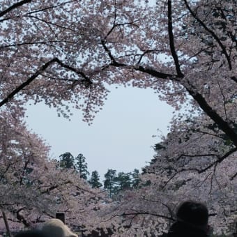 弘前公園の桜まつりへ
