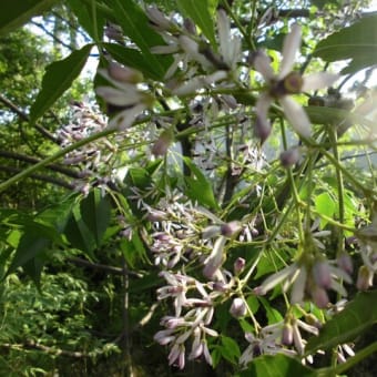 栴檀の花が咲きました