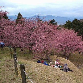 おおい夢の里の河津桜　2024