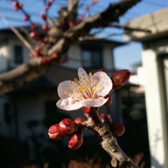 梅の花が咲きました♪