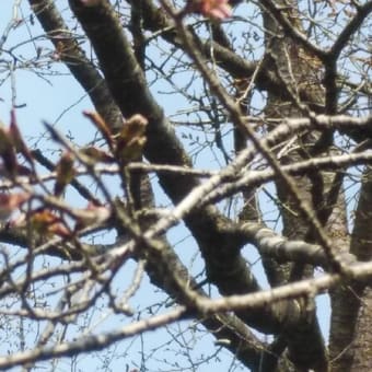 今朝の宮澤桜
