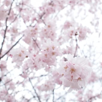 三脚担いで公園へ